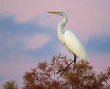 Egret In A Tree_25516
